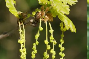 Bachblüte Nr.22: Oak