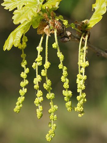 Bachblüte Nr.22: Oak - Zum vergrößern klicken Bachblüte Nr.22: Oak - Quercus robur - Stieleiche