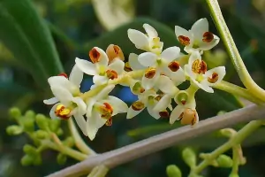 Einnahme & Einnahmedauer der Bachblüten