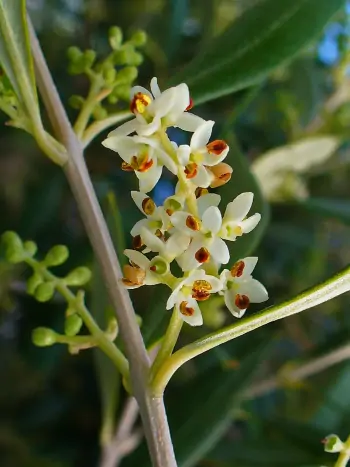 Bachblüte Nr.23: Olive - Olea europaea - Olivenbaum