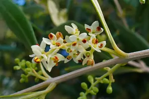 Bachblüte Nr.23: Olive