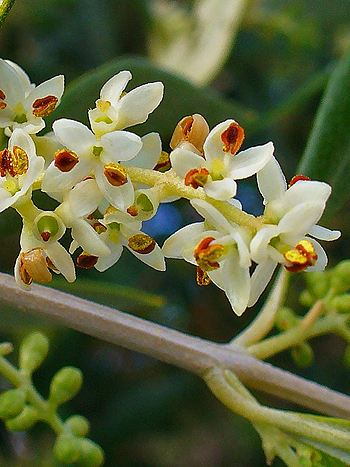 Bachblüte Nr.23: Olive - Zum vergrößern klicken Bachblüte Nr.23: Olive - Olea europaea - Olivenbaum