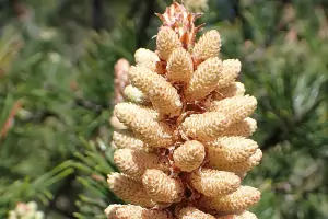 Bachblüte Nr.24: Pine