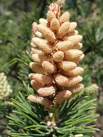 Bachblüte Nr.24: Pine - Pinus sylvestris - Gewöhnliche Kiefer