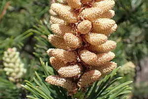 Bachblüte Nr.24: Pine
