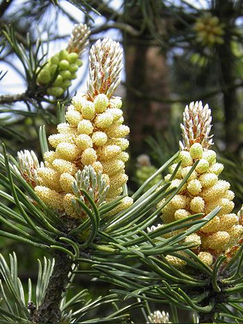 Bachblüte Nr.24: Pine - Zum vergrößern klicken Bachblüte Nr.24: Pine - Pinus sylvestris - Gewöhnliche Kiefer
