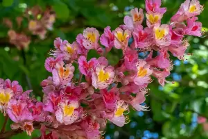 Bachblüte Nr.25: Red Chestnut