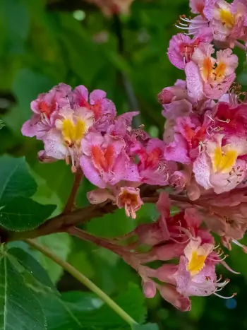 Bachblüte Nr.25: Red Chestnut - Aesculus carnea - Rote Rosskastanie