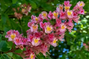 Bachblüte Nr.25: Red Chestnut
