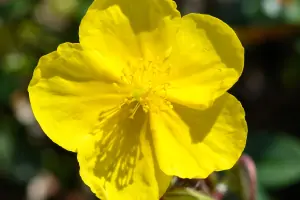 Bachblüte Nr.26: Rock Rose