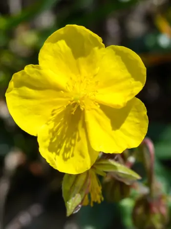 Bachblüte Nr.26: Rock Rose - Helianthemum nummularium - Gewöhnliches Sonnenröschen