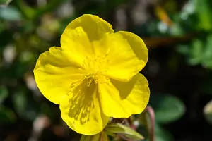Rescue-Tropfen (Notfall-Tropfen) – Bachblüte Rock Rose