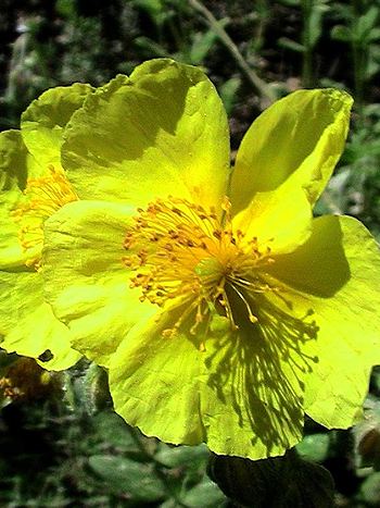 Bachblüte Nr.26: Rock Rose - Zum vergrößern klicken Bachblüte Nr.26: Rock Rose - Helianthemum nummularium - Gewöhnliches Sonnenröschen