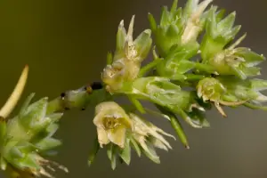 Bachblüte Nr.28: Scleranthus