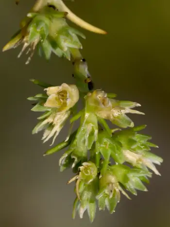 Bachblüte Nr.28: Scleranthus - Scleranthus annuus - Einjähriger Knäuel