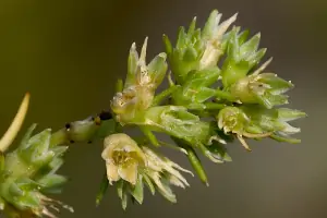 Bachblüte Nr.28: Scleranthus