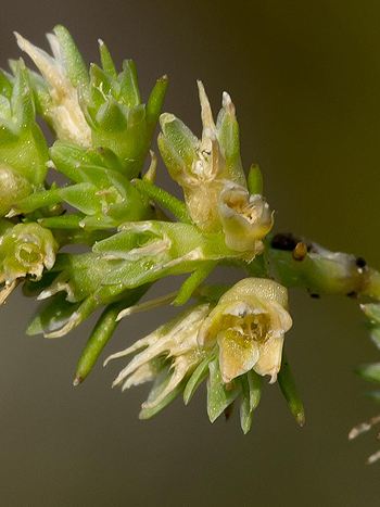 Bachblüte Nr.28: Scleranthus - Zum vergrößern klicken Bachblüte Nr.28: Scleranthus - Scleranthus annuus - Einjähriger Knäuel