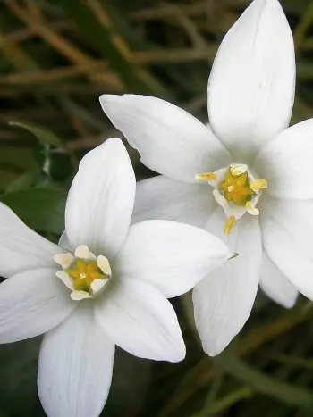 Ornithogalum umbellatum (Doldiger Milchstern) mit weißen sternförmigen Blüten – Quellpflanze der Bachblüte Nr. 29