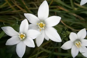 Bachblüte Nr.29: Star of Bethlehem