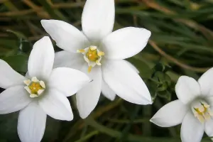 Bachblüte Nr.29: Star of Bethlehem