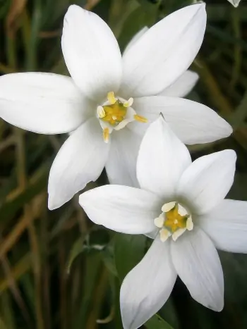 Bachblüte Nr.29: Star of Bethlehem - Ornithogalum umbellatum - Doldiger Milchstern