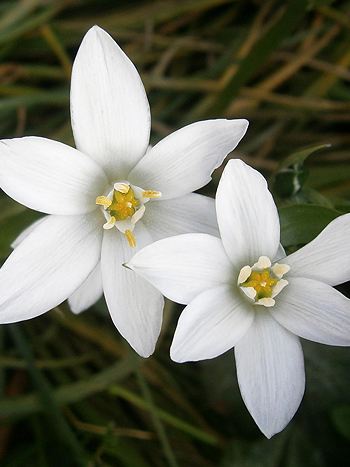 Star Of Bethlehem Bachblute Nr 29 Anwendung Und Wirkung