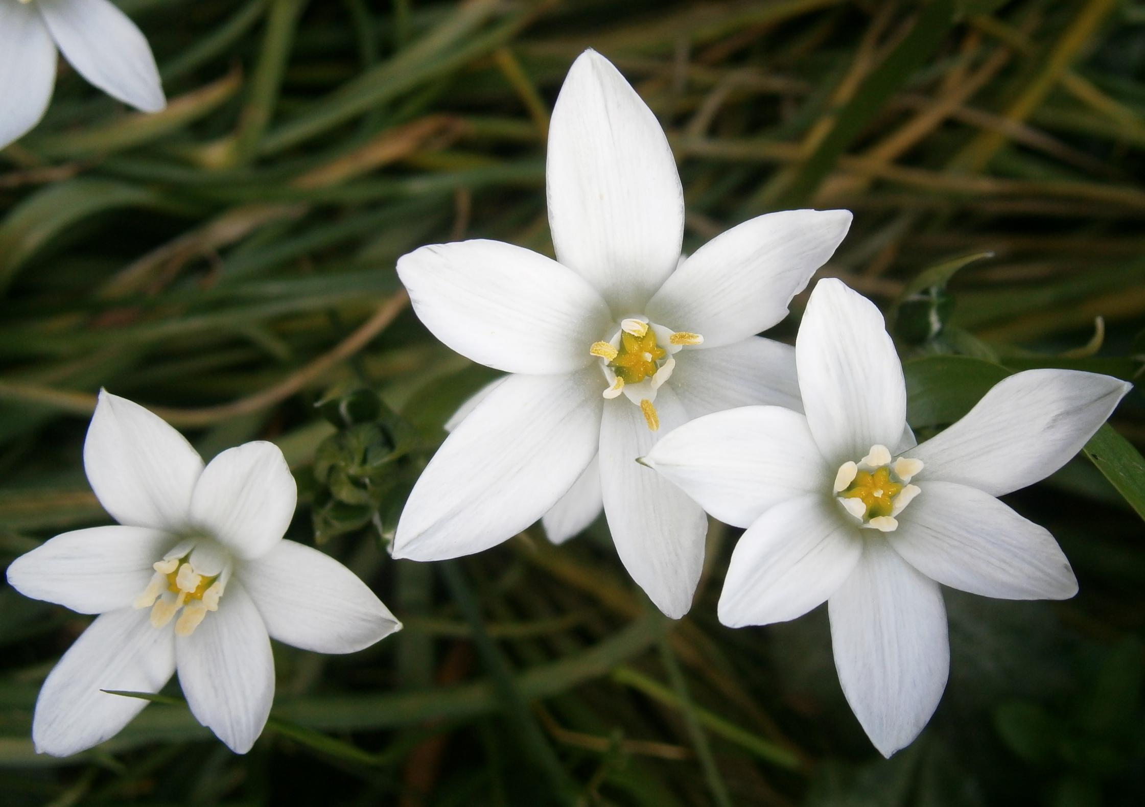 Star Of Bethlehem Bachblute Nr 29 Anwendung Und Wirkung