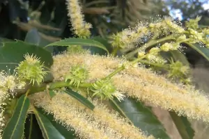 Bachblüte Nr.30: Sweet Chestnut