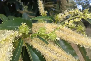 Bachblüte Nr.30: Sweet Chestnut