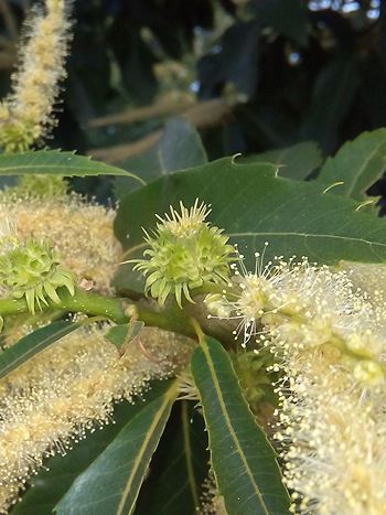 Bachblüte Nr.30: Sweet Chestnut - Zum vergrößern klicken Bachblüte Nr.30: Sweet Chestnut - Castanea sativa - Edelkastanie/ Esskastanie