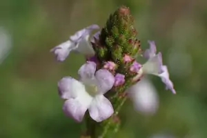 Bachblüte Nr.31: Vervain