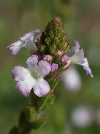 Bachblüte Nr.31: Vervain - Verbena officinalis - Echtes Eisenkraut