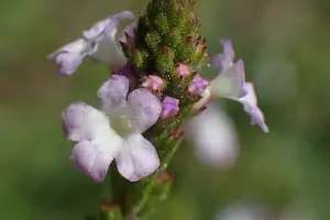 Bachblüte Nr.31: Vervain