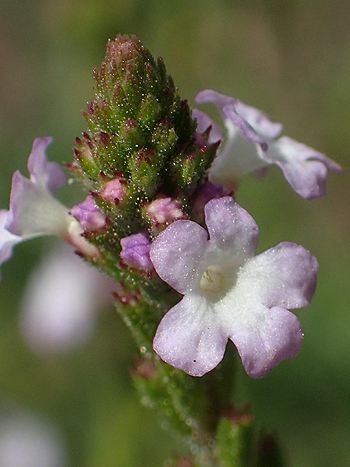 Bachblüte Nr.31: Vervain - Zum vergrößern klicken Bachblüte Nr.31: Vervain - Verbena officinalis - Echtes Eisenkraut