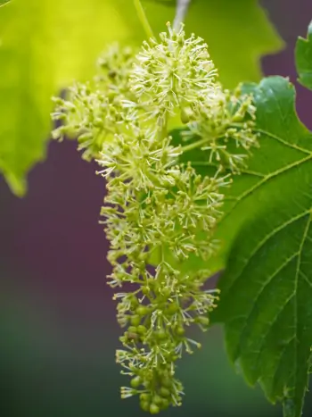 Bachblüte Nr.32: Vine - Vitis vinifera - Echte Weinrebe