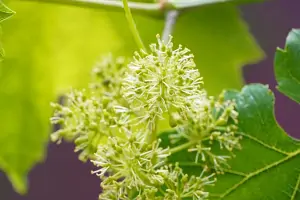 Bachblüte Nr.32: Vine