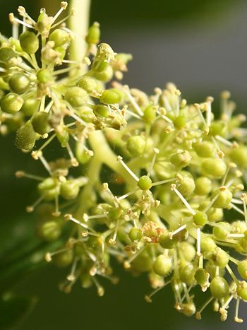Bachblüte Nr.32: Vine - Zum vergrößern klicken Bachblüte Nr.32: Vine - Vitis vinifera - Echte Weinrebe