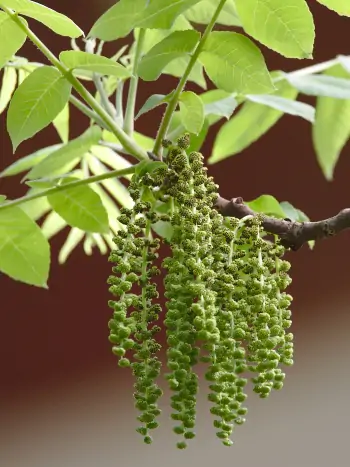 Bachblüte Nr.33: Walnut - Juglans regia - Echte Walnuss