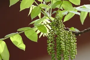 Bachblüte Nr.33: Walnut