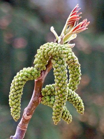 Bachblüte Nr.33: Walnut - Zum vergrößern klicken Bachblüte Nr.33: Walnut - Juglans regia - Echte Walnuss