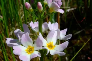 Bachblüte Nr.34: Water Violet