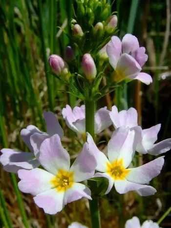 Bachblüte Nr.34: Water Violet - Hottonia palustris - Wasserfeder