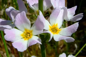 Bachblüte Nr.34: Water Violet