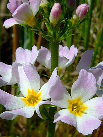 Bachblüte Nr.34: Water Violet - Zum vergrößern klicken Bachblüte Nr.34: Water Violet - Hottonia palustris - Wasserfeder