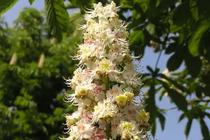 Bachblüte Nr.35: White Chestnut