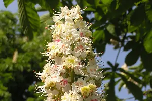 Bachblüte Nr.35: White Chestnut