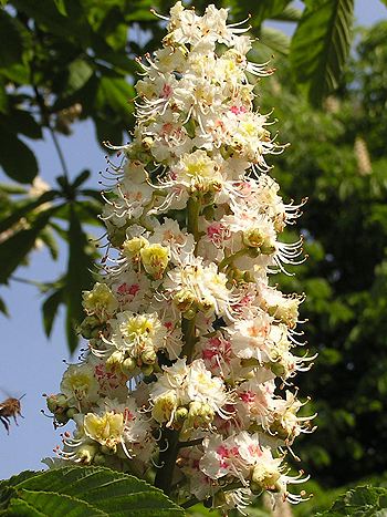 Bachblüte Nr.35: White Chestnut - Aesculus hippocastanum - Gewöhnliche Rosskastanie