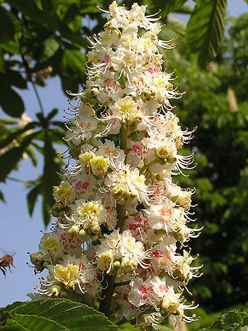 Bachblüte Nr.35: White Chestnut - Zum vergrößern klicken Bachblüte Nr.35: White Chestnut - Aesculus hippocastanum - Gewöhnliche Rosskastanie