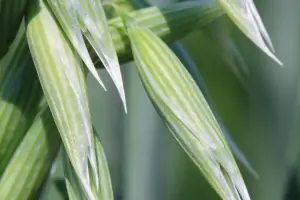 Bachblüte Nr.36: Wild Oat