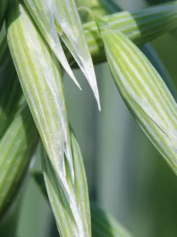 Bachblüte Nr.36: Wild Oat - Bromus ramosus - Waldtrespe